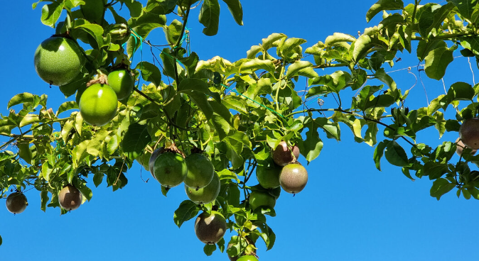 Плод маракуйи - витаминный фрукт, полезность дерева и плода, как употреблять, где используется
